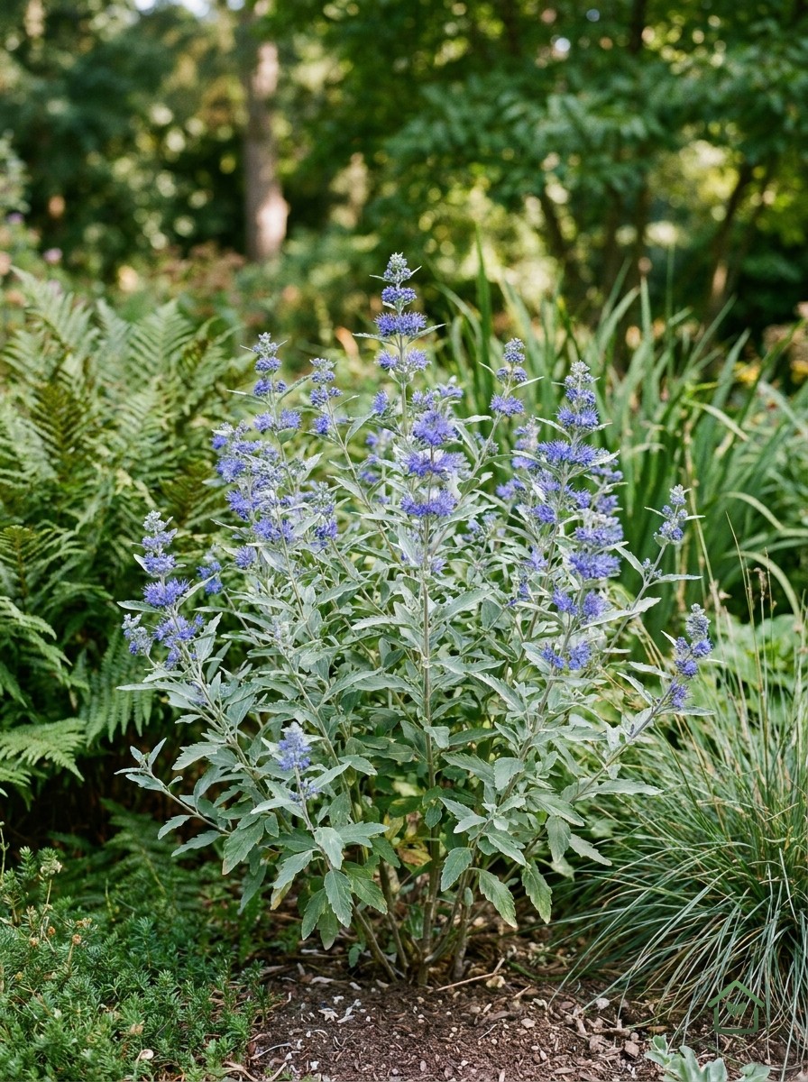 Blauwbaard