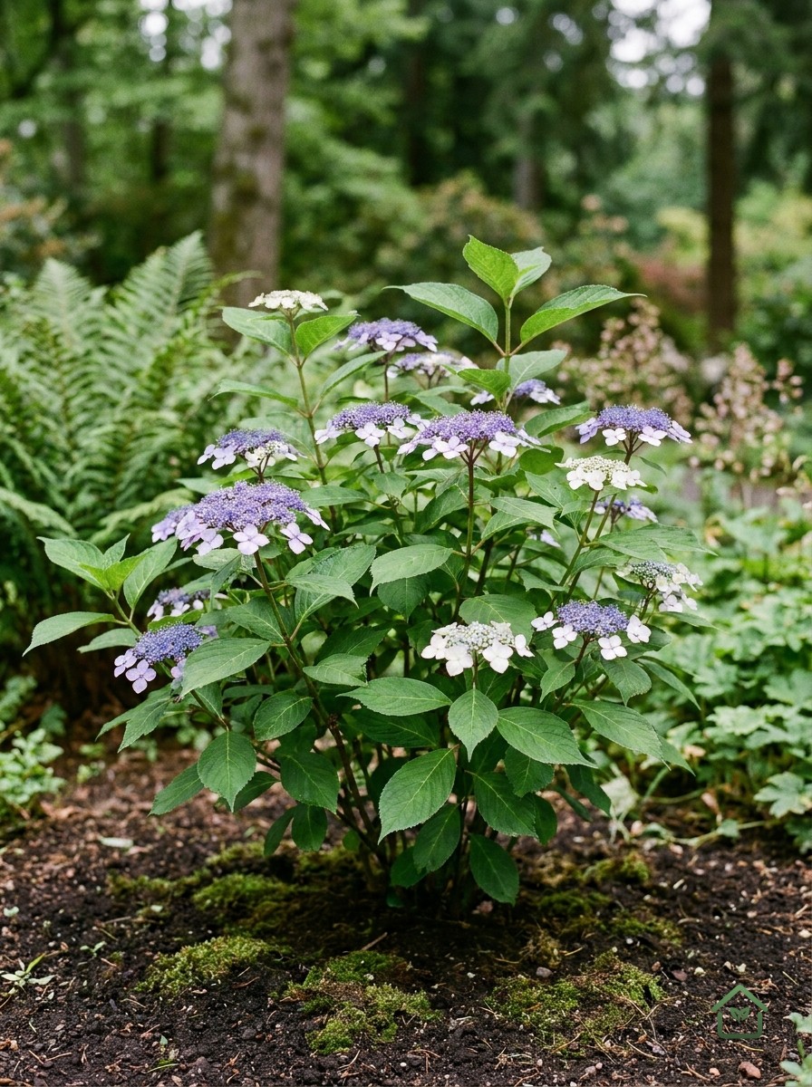 Schermhortensia